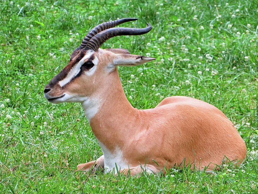 Soemmerrings Gazelle Photograph by Connor Beekman