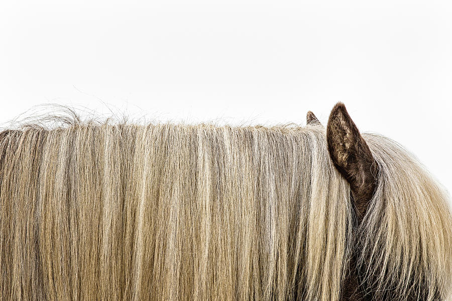 Sofia - Horse Art Photograph by Lisa Saint