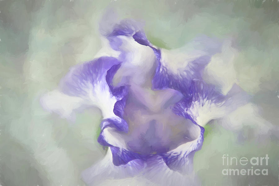 Soft and Abstract Iris  Photograph by Amy Dundon