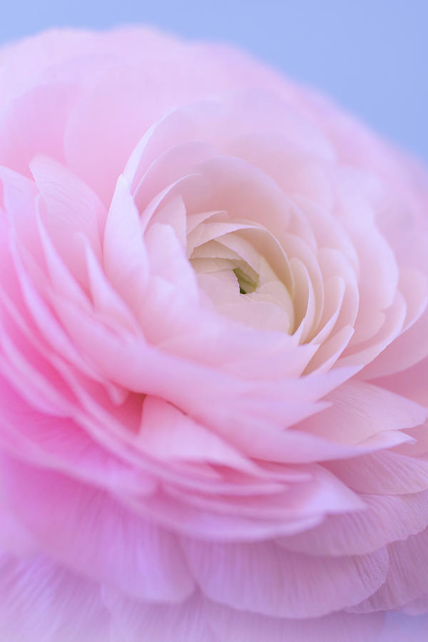 Soft and Beautiful Pink Ranunculus Photograph by Tina Horne Soft and Beautiful Pink Ranunculus Photograph by Tina Horne