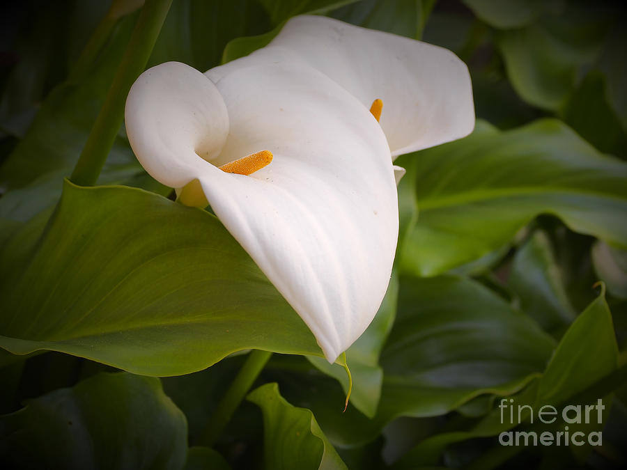 Soft and Delicate Calla Lily Photograph by Richard Thomas
