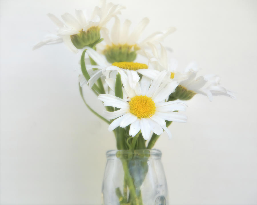 Soft And Dreamy Daisies White On White Photograph by Ann Powell