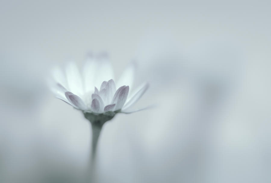 Soft and Dreamy Daisy Photograph by Don Schwartz