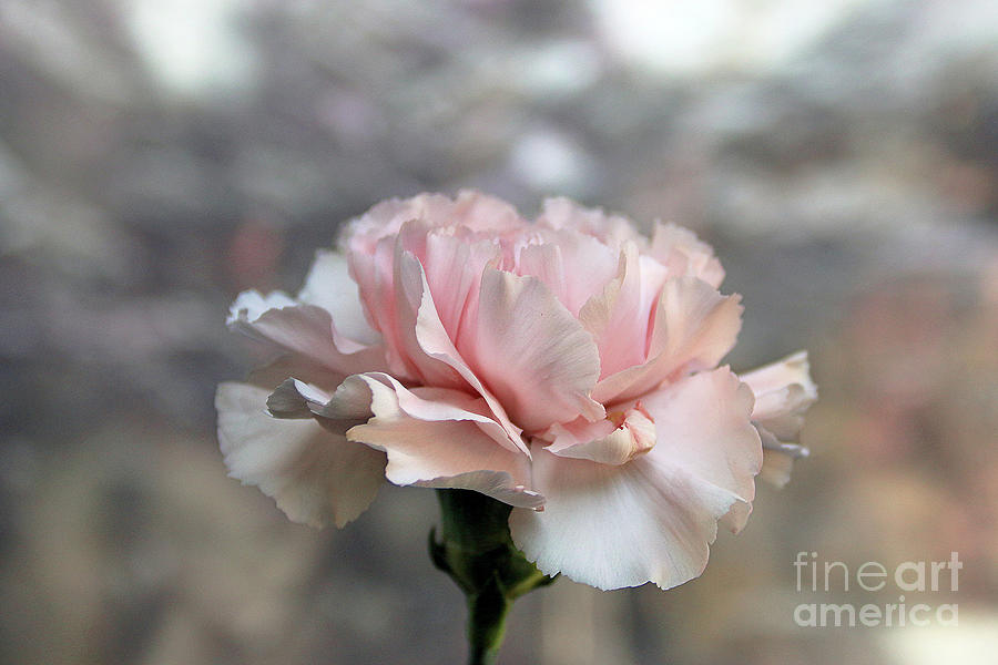 Flowers Still Life Photograph - Soft And Dry Inside by Michael May