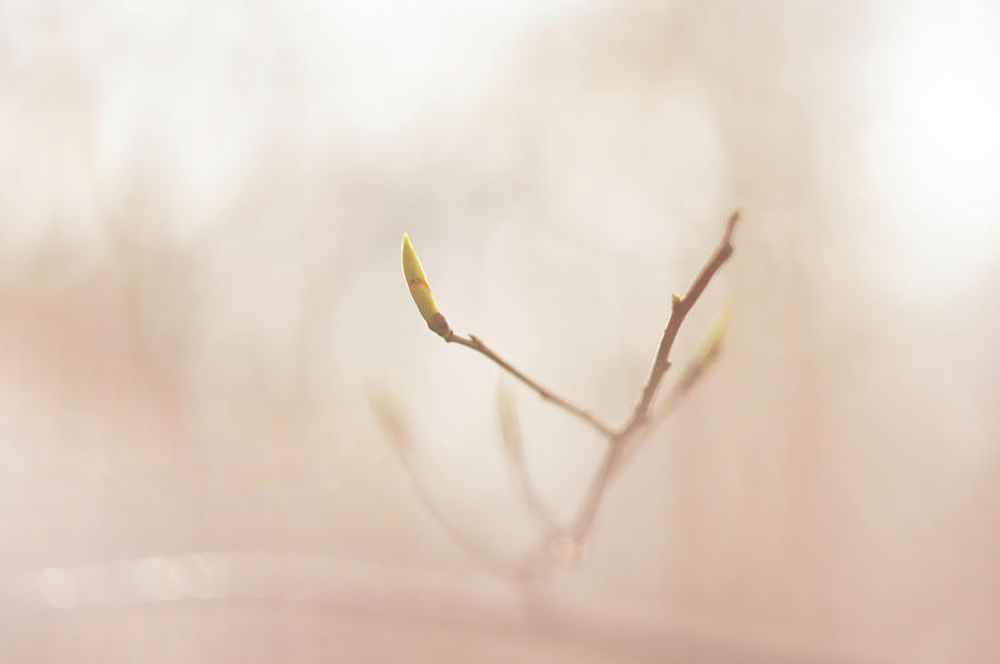 Soft and fragile Photograph by Maria Dimitrova
