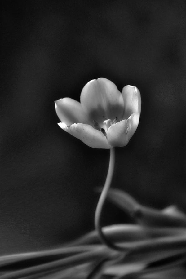 Soft And Gentle Black And White Flower Photograph by Linda Sannuti