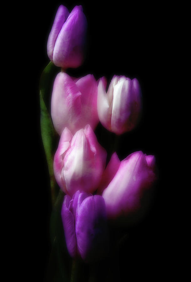 Soft And Magical Tulip Still Life Art Photograph by Johanna Hurmerinta