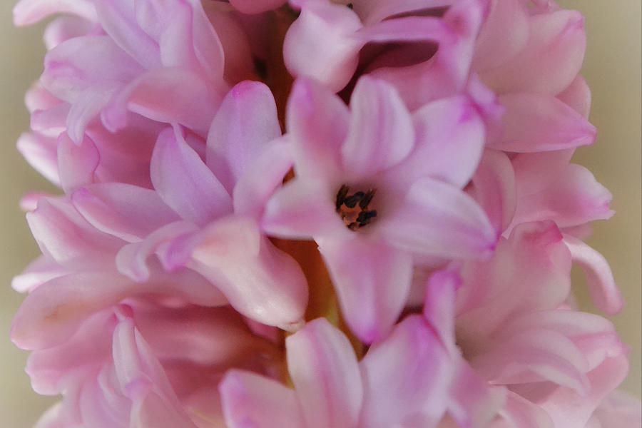 Soft and Pink Hyacinth Bloom Photograph by Gaby Ethington