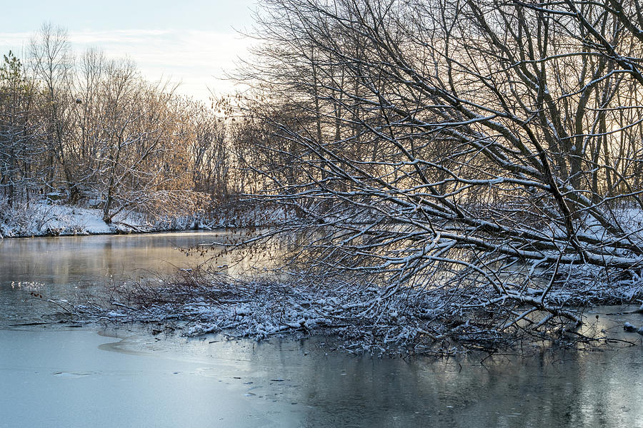 Soft and Snowy - Winter Wonderland at a Frozen Pond Photograph by Georgia Mizuleva