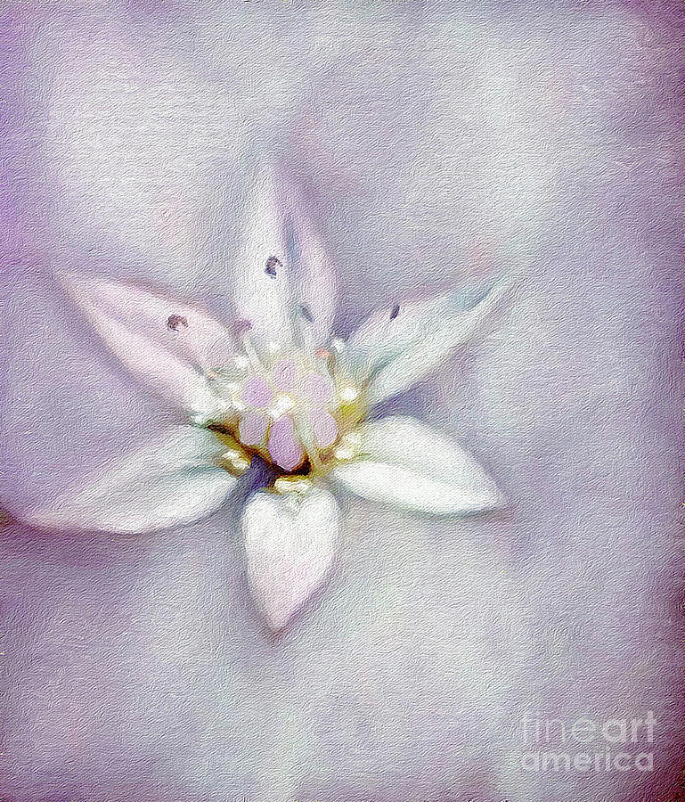 Soft and Sweet Flower Art Digital Art by Lauries Intuitive