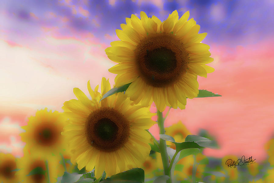 Flowers Still Life Digital Art - Soft art photograph of a group of sunflowers. by Rusty R Smith
