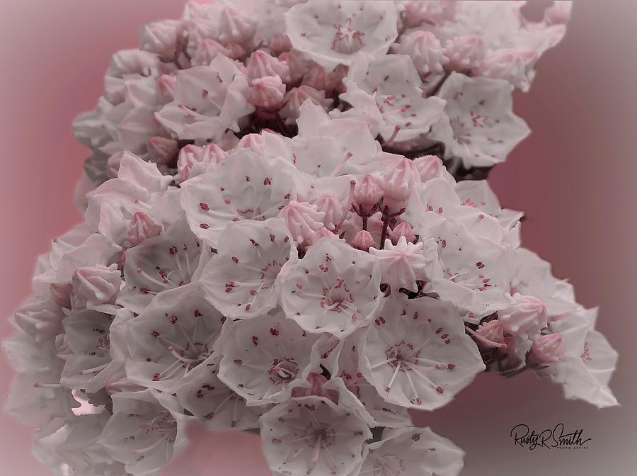 Soft art photograph of mountain laurel. by Rusty R Smith Soft art photograph of mountain laurel. by Rusty R Smith
