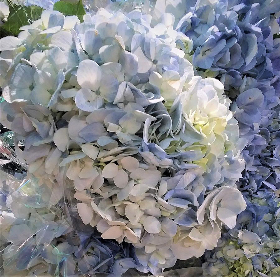 Soft Baby Blue Hydrangeas Photograph by Vivian Aaron - Fine Art America