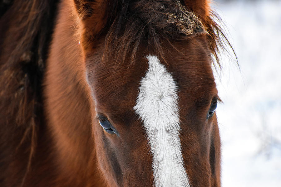 Soft Beauty Photograph by Listen To Your Horse