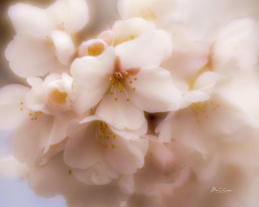 Soft Blossoms Photograph by Pam DeCamp