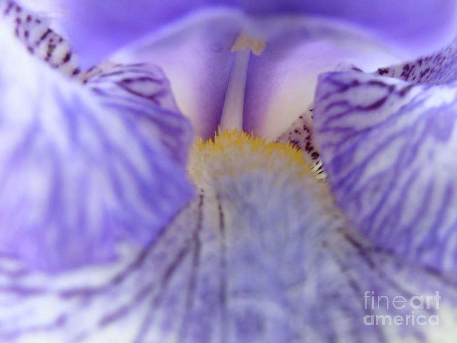 Soft Blue Iris Photograph by Amy Dundon