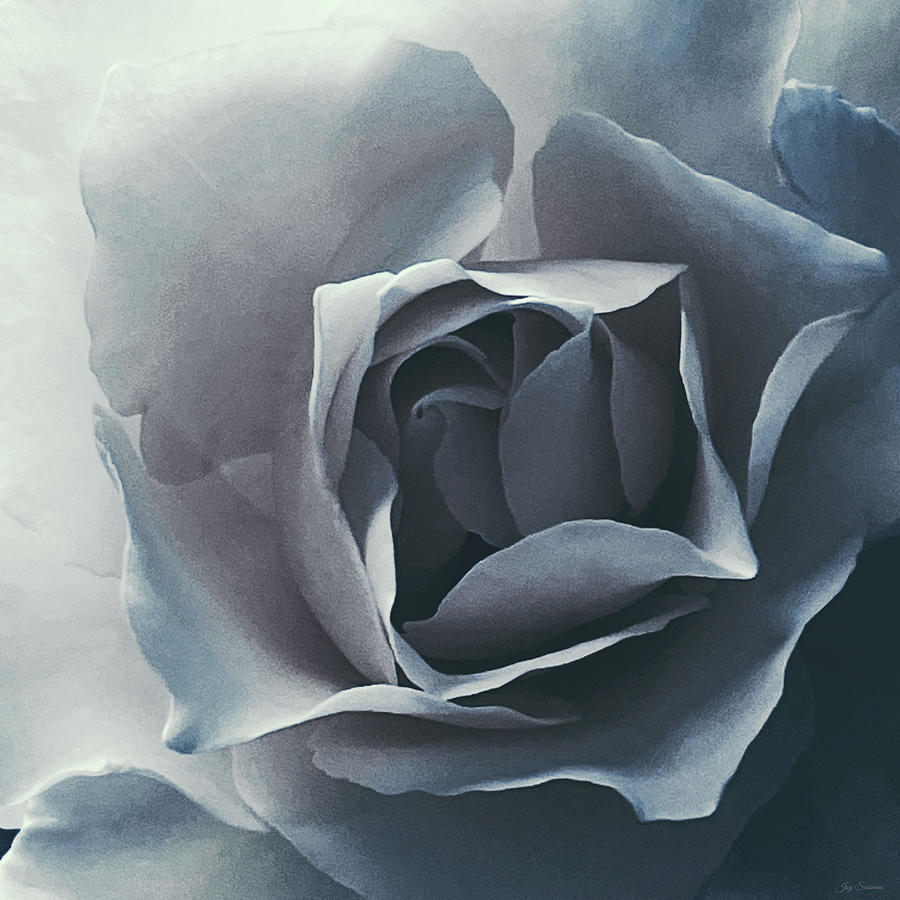 Soft Blue Rose by Joy Sussman Photograph by Joy Sussman