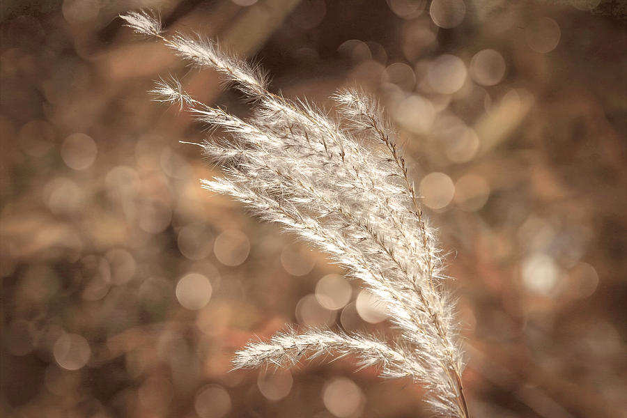 Soft Breeze Photograph by Donna Kennedy