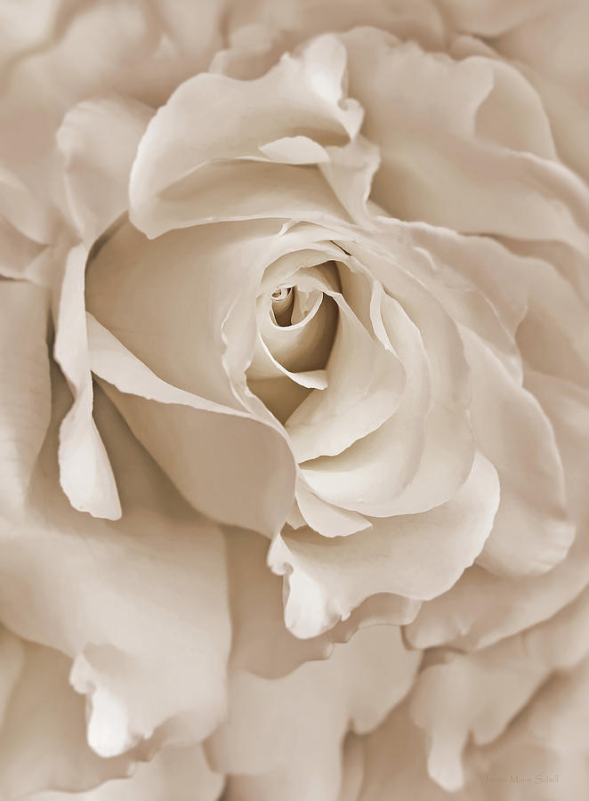 Soft Brown Abstract Rose Flower Photograph by Jennie Marie Schell