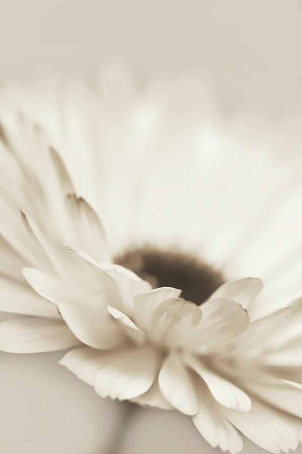 Soft Brown Daisy Flower Macro Photograph by Jennie Marie Schell