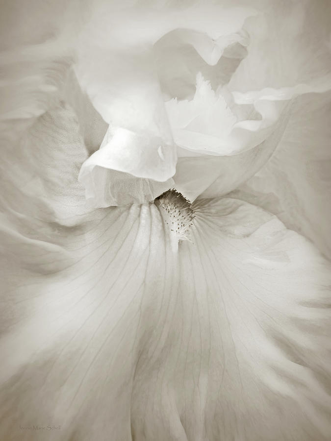 Soft Brown Bearded Iris Flower Macro Photograph by Jennie Marie Schell