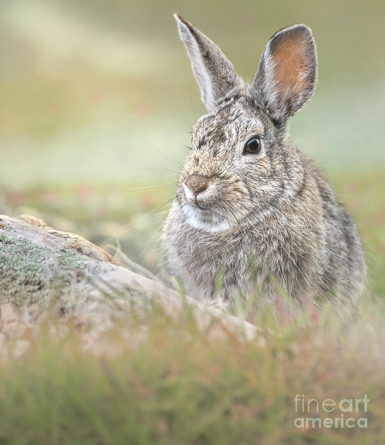 Soft Bunny Photograph by Jami Bollschweiler