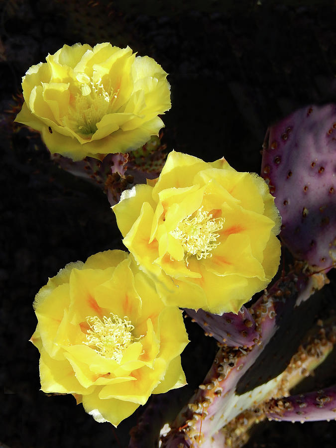 Soft Cactus Blooms				 Mixed Media by Sharon Williams Eng