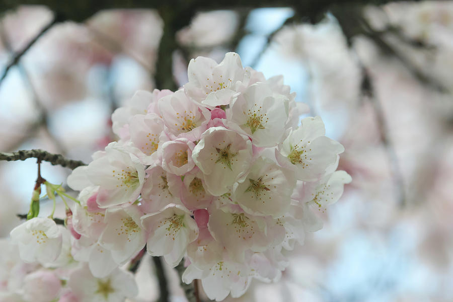 Soft cherry blossoms Photograph by Aashish Vaidya