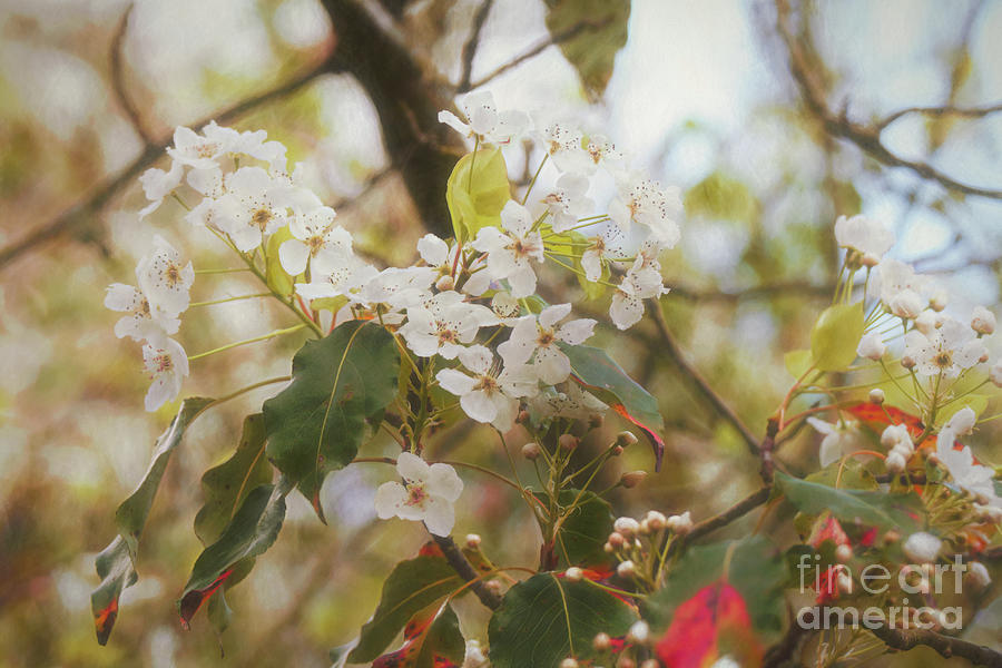 Soft Cherry Blossoms Photograph
