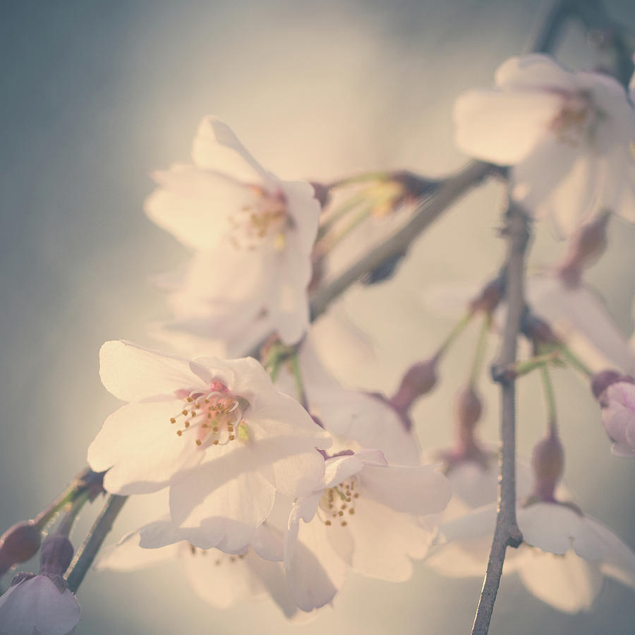 Soft Cherry Blossoms in Square Crop Photograph by Joni Eskridge