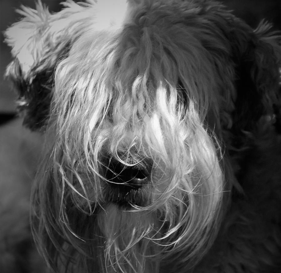 -  Soft-coated Wheaten Terrier - black and white Photograph by THERESA Nye