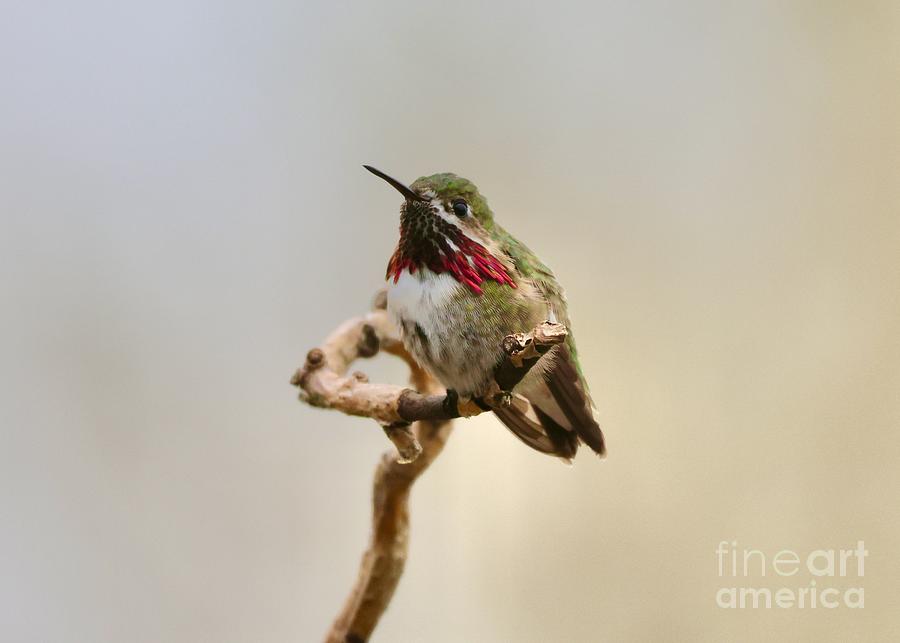 Soft Colors Calliope Hummingbird Photograph by Carol Groenen
