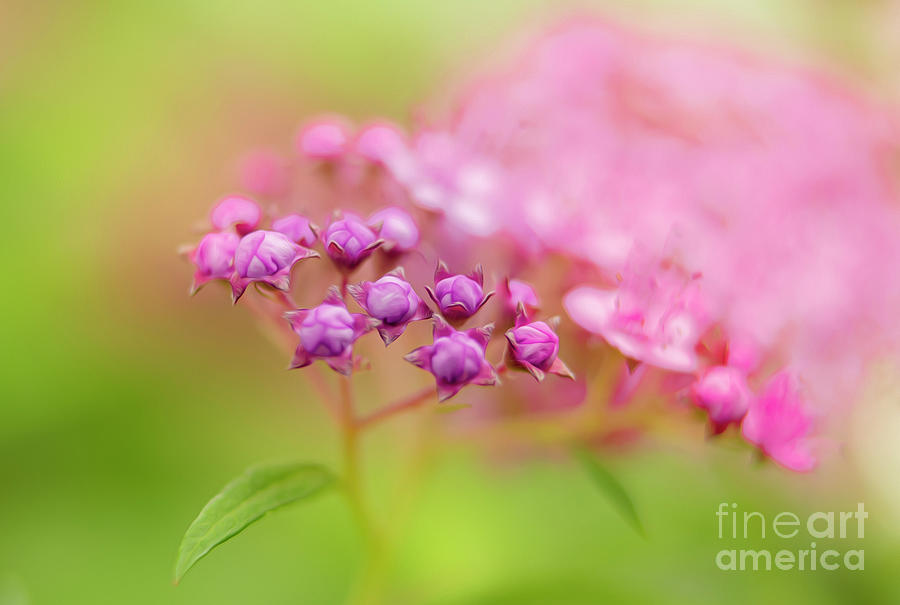 Soft Colors of a Flower Bud Photograph by Sandra Js