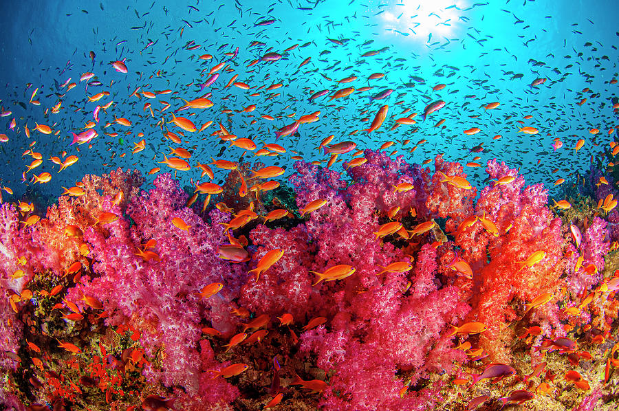 Soft Coral Reef Photograph