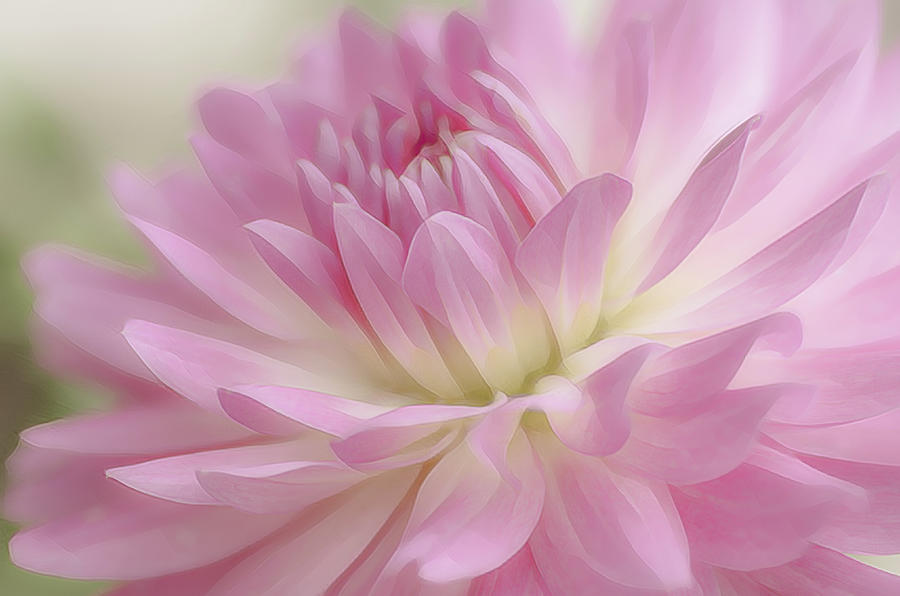 Soft Dahlia Petals in Pink Photograph by Julie Palencia