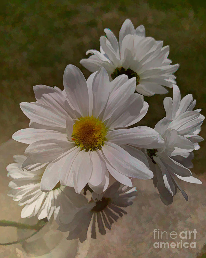 Soft Daisies Photograph by Luther Fine Art