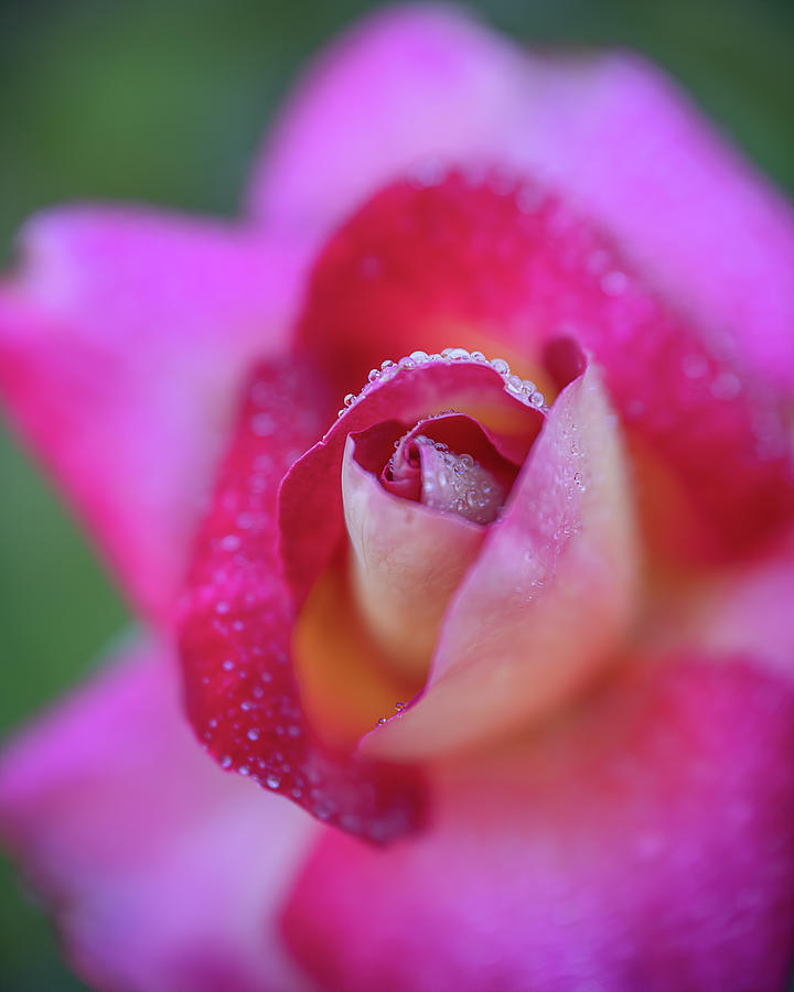Soft Dewy Rosebud 3 Photograph by Teresa Wilson