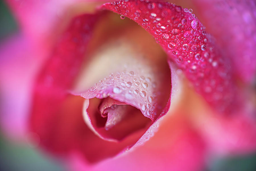Soft Dewy Rosebud Photograph by Teresa Wilson
