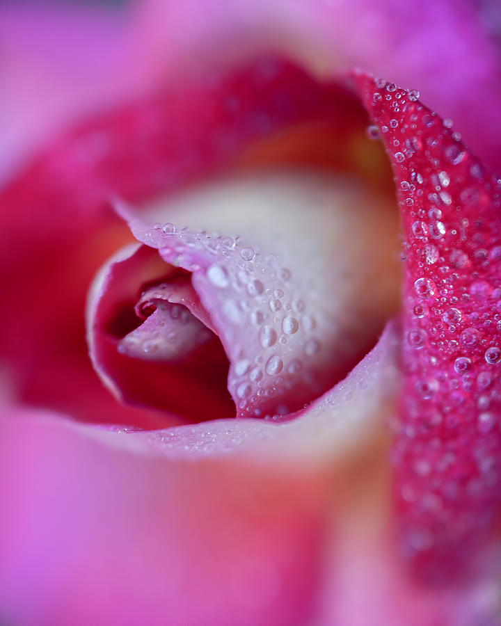 Soft Dewy Rosebud Vertical  Photograph by Teresa Wilson