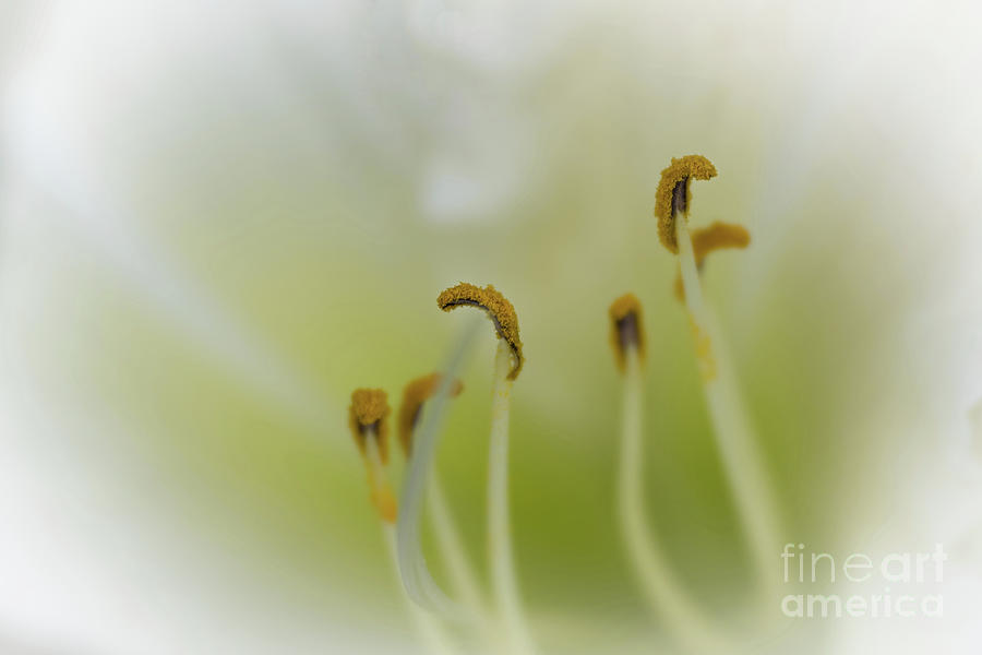 Soft Dreamy and Pearly Daylily Photograph by Amy Dundon
