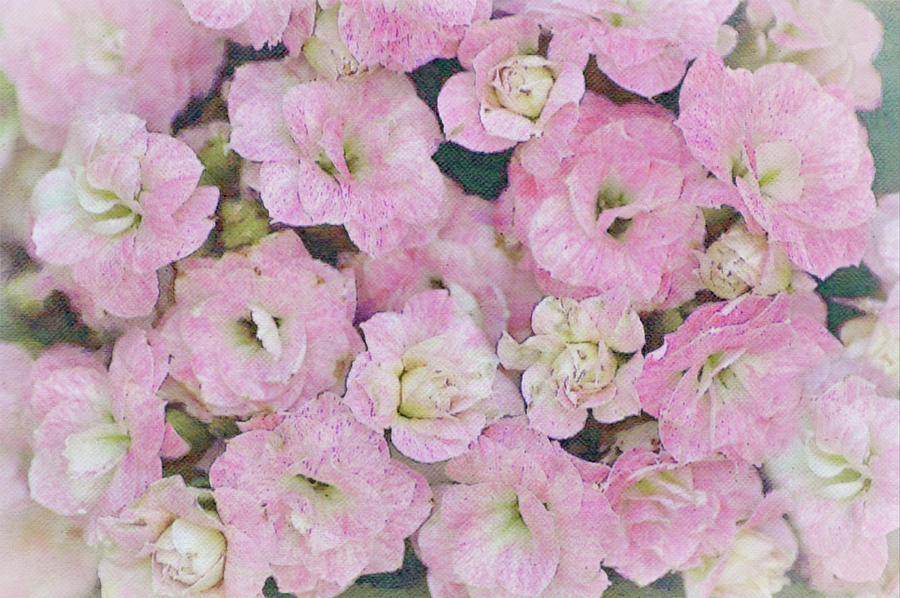 Soft Dreamy Pink Flowers Digital Art by Gaby Ethington