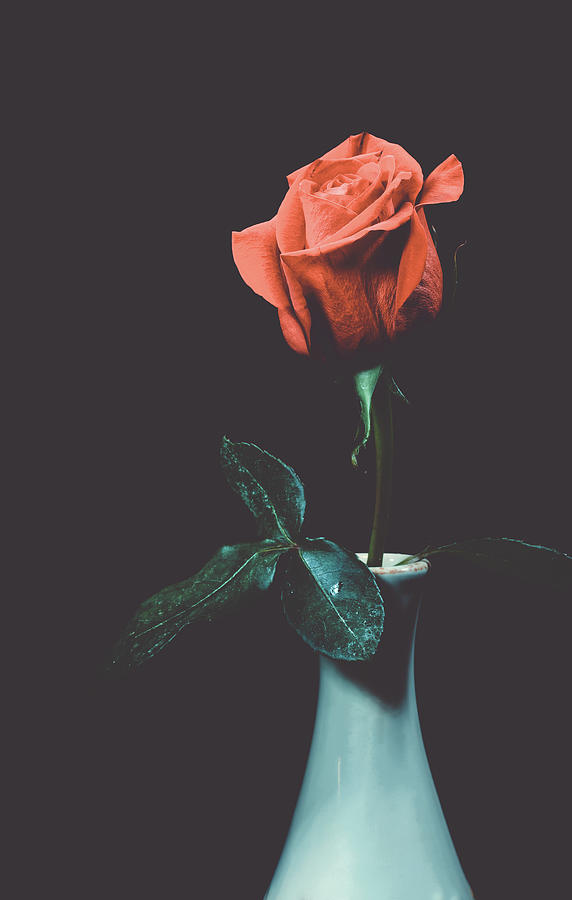 Soft Dreamy Rose Photograph by Lizzy Douglas - Pixels