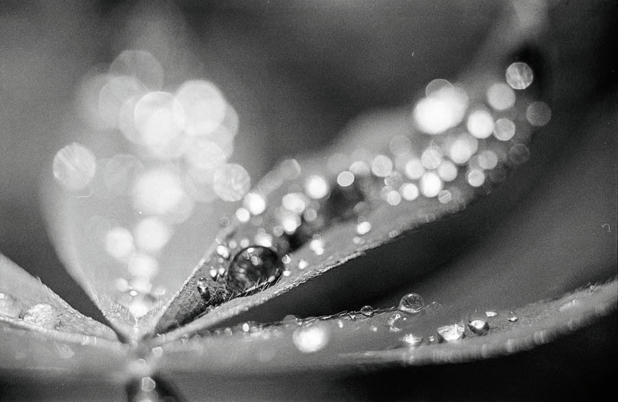 Soft drops Photograph by Maria Dimitrova