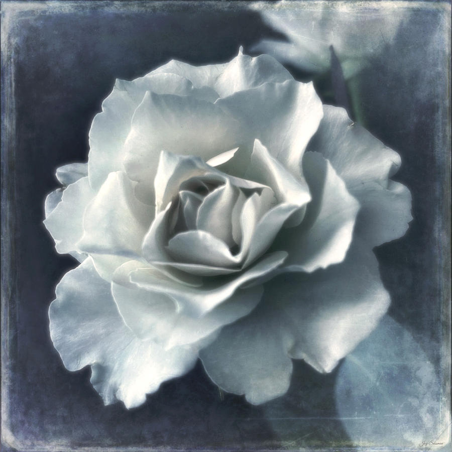 Soft Dusty Rose by Joy Sussman Photograph by Joy Sussman