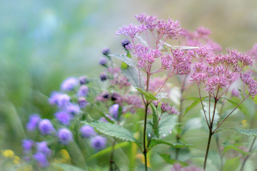 Soft Floral Colors Photograph