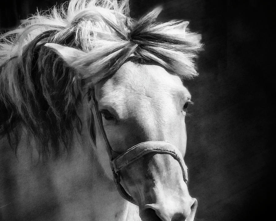Soft Flowing Mane  Photograph by Jerry Cowart