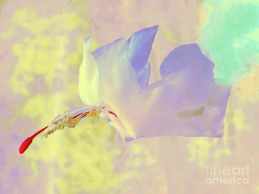 Soft Flying Flower Photograph by Jasna Dragun