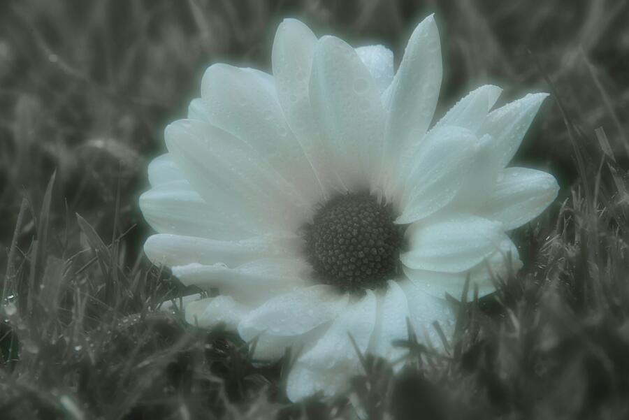 Black And White Photograph - Soft Focus Leucanthemum Flower In Black And White by Neil R Finlay