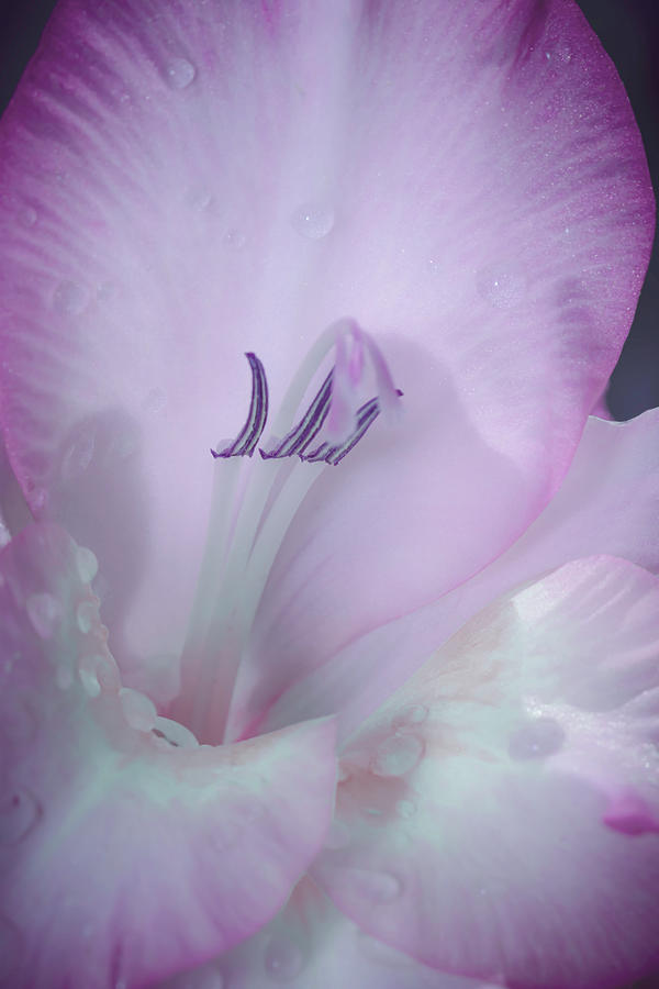 Soft Gladioli Photograph