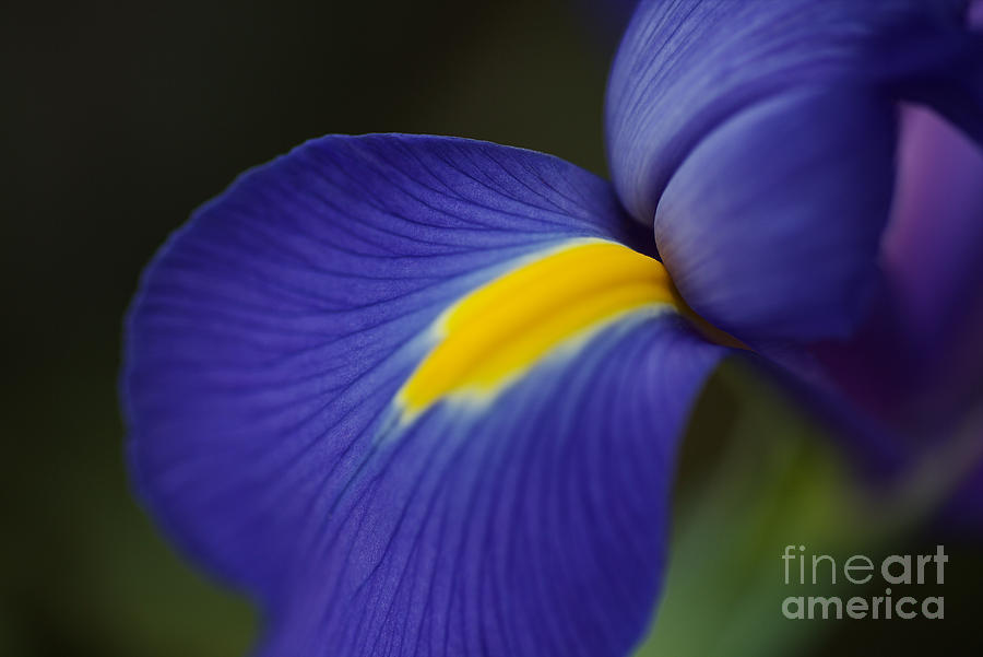 Soft Iris Glow Photograph by Joy Watson